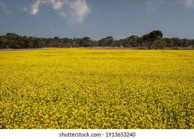 The natural beauty of Yellow – Mustard Field for Bangladesh - Powered by Shutterstock