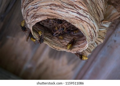 Natural Beehive, Turkey