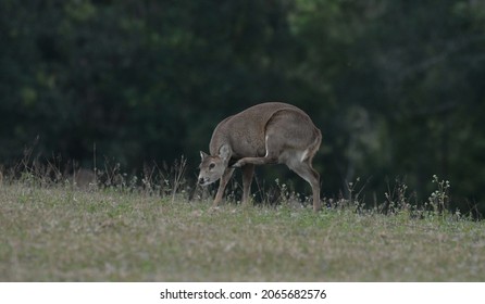 Natural Behavior Of ้hogdeer In Nature Reserves Of Thailand.