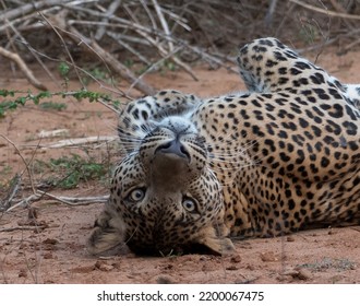 Natural Behavior Of The Srilankan Leopard 