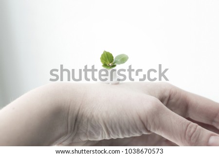 Similar – green senecio leaf in person’s hand macro closeup in nature