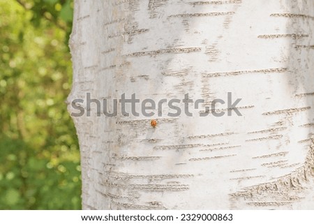 natural birch tree trunk white bark close up ladybug green forest sunny day