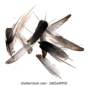 Natural Bird Feathers Isolated on a White Background. Pile Pigeon