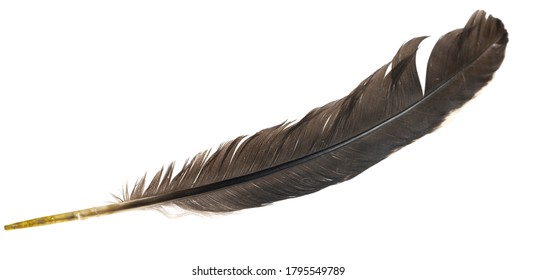 Natural bird feathers isolated on a white background. pigeon, goose and chicken feathers - Shutterstock ID 1795549789
