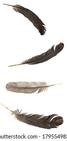 Natural bird feathers isolated on a white background. collage pigeon, goose  and chicken feathers close-up.stack bird feathers - Shutterstock ID 1795549834