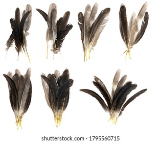 Natural bird feathers isolated on a white background. collage pigeon, goose  and chicken feathers close-up.stack bird feathers - Powered by Shutterstock