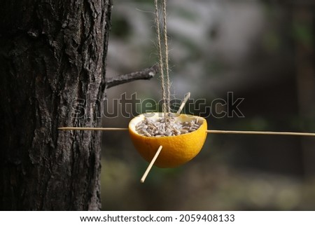 Natural bird feeder full of sunflower seeds is hanging on a tree.