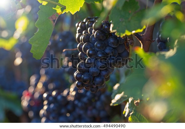  Natural  black blue  wine grape brush on the\
green grape leaf background