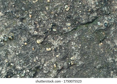 zoom Contempt Caution Porphyry Rock Under Microscope Stock Photo 756887659 | Shutterstock