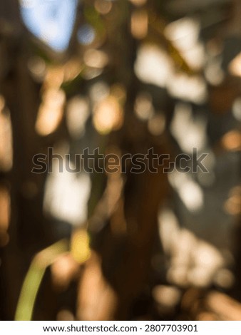 Natural blur background of tree shadow, taken in the morning