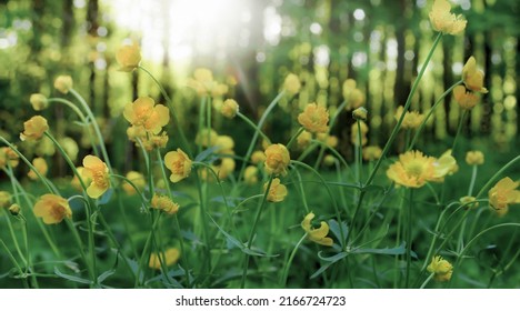 3,510 Common Buttercup Images, Stock Photos & Vectors 