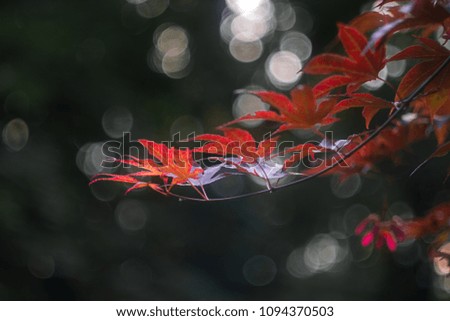 Similar – Image, Stock Photo Asian fans Nature Spring