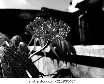 Natural Bouquet of Coral Plant in BW