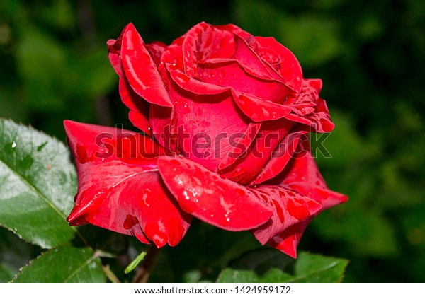 Natural Bright Roses Background Bright Red Stock Image Download Now