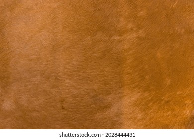 Natural Brown Fur Texture. Animal Hair Of Fur Cow Leather Texture Background. Natural Fur Texture Background.