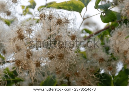  clematis blanchiata, A natural bundle of small leaved clematis found growing wild
,Clematis microphylla

