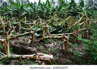 Natural calamity. Banana trees damaged by strong wind associated with summer rains.                              