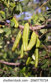 natural carob beans - alternative healthly sweets and cacao