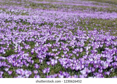 Natural carpet of crocus flowers on alpine meadow