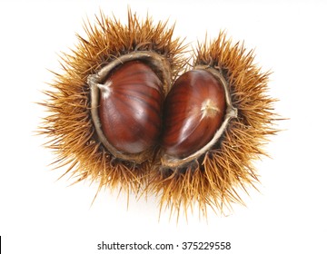 Natural Chestnut Isolated