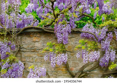 Natural  chinese wisteria flowers on stone wall. Blue rain Wisteria blossom. 