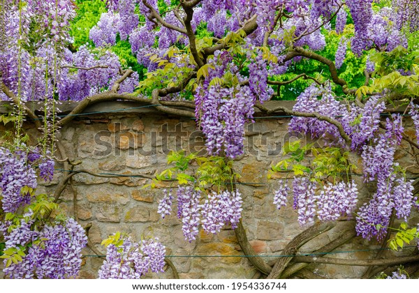 Natural  chinese wisteria flowers on stone\
wall. Blue rain Wisteria blossom.\
