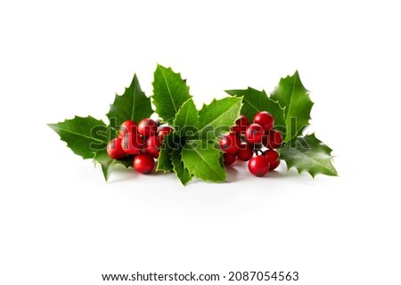 Natural Christmas decoration. Holly leaves with red berries on white. 