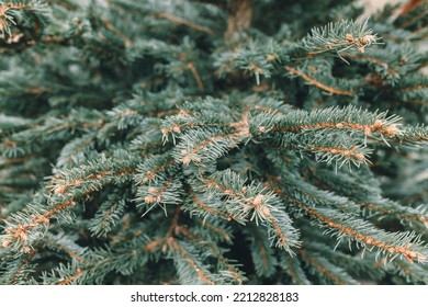 Natural Christmas Pine Or Spruce Tree Shopping In Farm Market. Pine Branch Closeup. Selective Focus