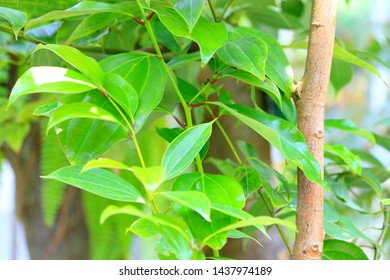 
Natural Cinnamon Spice Herb Tree