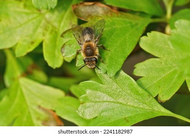 Natural close up on a female mellow miner solitary bee, Andrena mitis sitting with open wings on green leaves of a Crataegus laevigata shrub - Shutterstock ID 2241182987