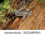 Natural close up on a juvenile Western toad, Anaxyrus boreas, sitting on the forest floor