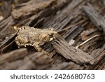 Natural close up on a juvenile Western toad, Anaxyrus boreas, sitting on the forest floor