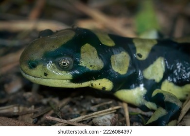 Natural closeup of the Barred tiger salamander , Ambystoma mavortium sitting on the ground