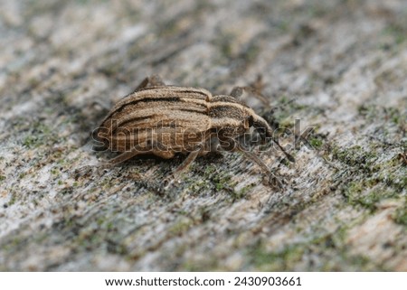 Natural closeup of a colorful striped weevil species , Hypera arator Imagine de stoc © 