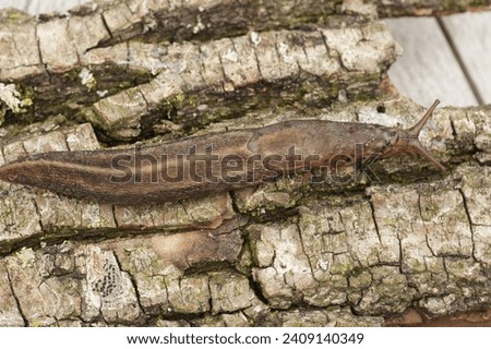 Natural closeup of a grey leopard slug, Limax maximus, on the ground in a garden