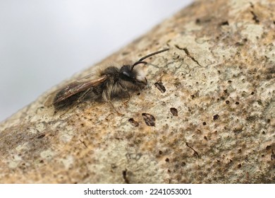 Natural closeup of a male of the Mellow miner mining bee, Andrena mitis sitting on the bark of a tree - Shutterstock ID 2241053001