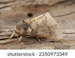 Natural closeup on the adult Oak Processionary Puss moth, Thaumtopoea processionea a pest species in Oak trees.