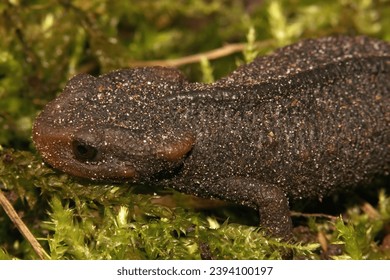 Natural Closeup on an adult , terrestrial female Himalayan newt, Tylototriton verrucosus, sitting on green moss - Shutterstock ID 2394100197