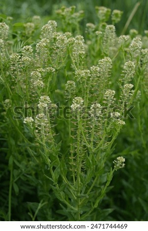 Natural closeup on an aggregation of unopened flowerbuds of field peppergrass or pepperweed, Lepidium campestre