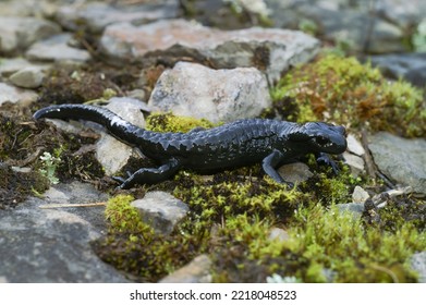 Natural closeup on the all black Alpine salamander, Salamandra atra from the Swiss Alps omitting a milky substance - Shutterstock ID 2218048523