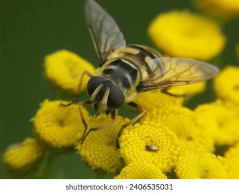 Natural closeup on a Batman hoverfly, Myathropa florea sitting on a yellow Tansy flower