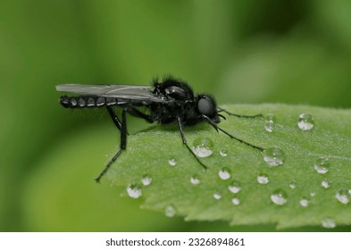 Cierre natural sobre una mosca negra y peluda de San Marcos o espina dorsal, Bibio marci, sentada sobre una hoja verde en el campo