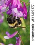 Natural closeup on a colorful bumblebee, Bombus niveatus drinking nectar from a purple flower , Sofia Bulgaria