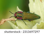 Natural closeup on a colorful green and red metallic jewel beetle, Anthaxia hungarica sitting on a leaf