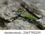 Natural closeup on the colorful green metallic jewel boring beetle, Anthaxia hungarica sitting on wood