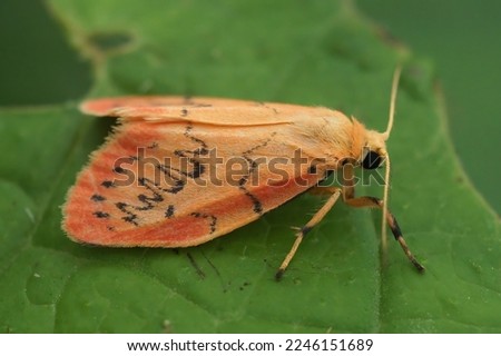 Natural closeup on the colorful pink Rosy Footman, Miltochrista miniata sitting on a green leaf