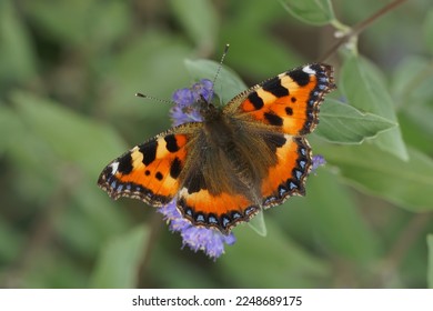 Natural closeup on the colorful small tortoiseshell butterfly, Aglais urticae, sitting on a blue flowering Carpocoris shrub in the garden