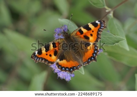 Natural closeup on the colorful small tortoiseshell butterfly, Aglais urticae, sitting on a blue flowering Carpocoris shrub in the garden