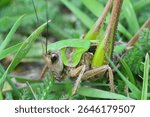 Natural closeup on a colorful Wart-Biter grasshopper, Decticus verrucivorus hiding in the grass