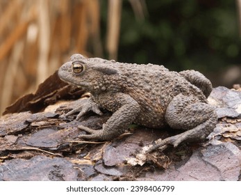Natural closeup on a female Common European toad, Bufo bufo from the garden
